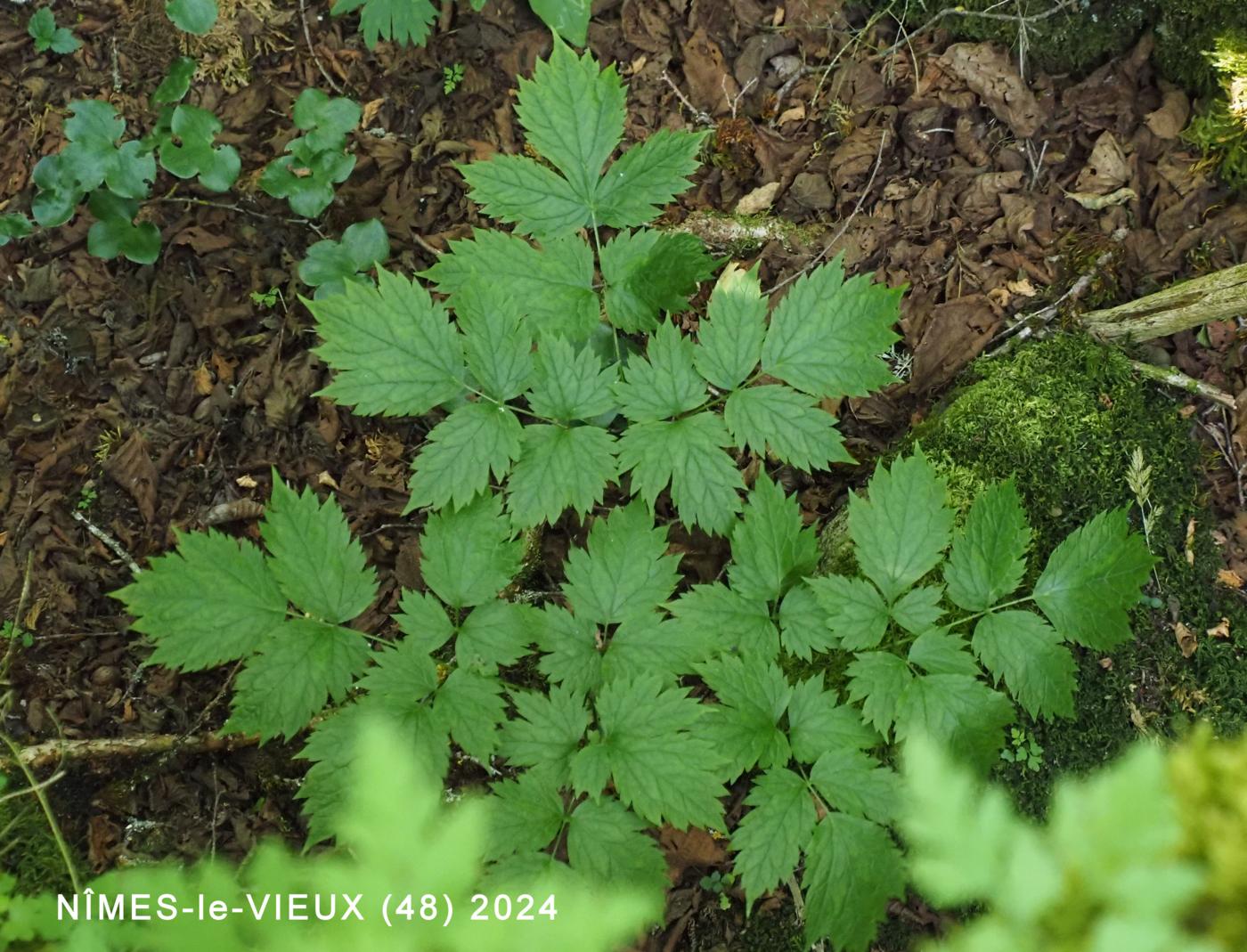 Baneberry leaf